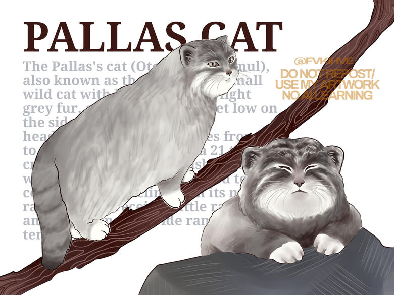 pallas cat coloring